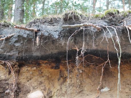 Ansicht eines Vertikalschnitts in Waldboden